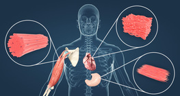 Мускулна тъкан