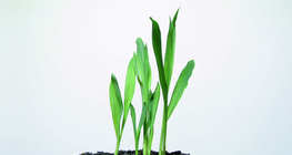 Растеж на царевица