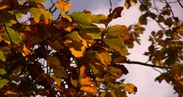 Common beech