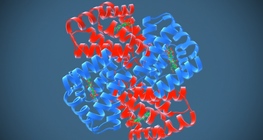 The structure of proteins