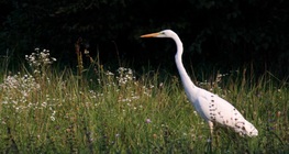 Голяма бяла чапла