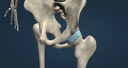 Types of synovial joints