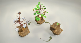 What is cotton fabric made from?