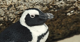 Пингвините на Африка