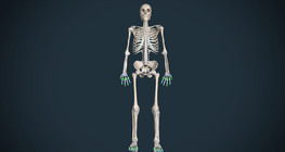 3D atlas of human joints