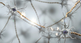 Синаптични връзки