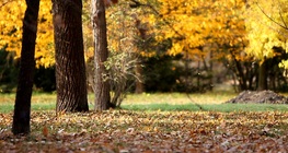 Многоликата гора