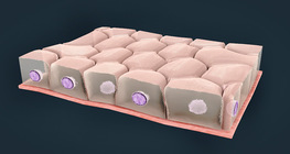 Types of surface epithelium