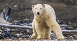 Animals of the polar regions