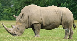 Семейство носорози