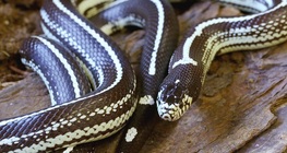 Калифорнийска кралска змия