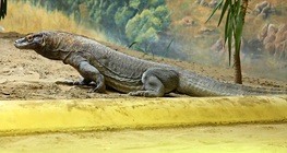 Komodo dragon