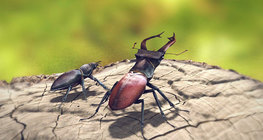 Stag beetle