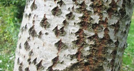 Бяла топола