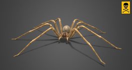 Chilean recluse spider