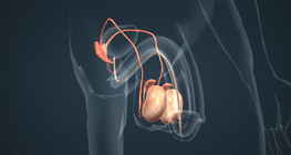 Male reproductive system
