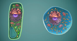 Animal and plant cells, cellular organelles (basic)