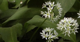 Ramsons