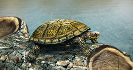 European pond turtle