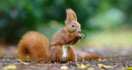 Red squirrel