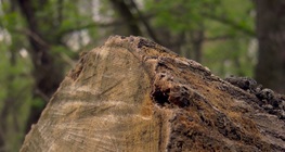 Годишните пръстени на дърветата