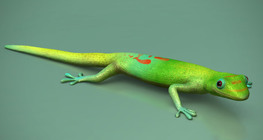 How do geckos' feet adhere to smooth surfaces?