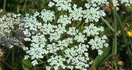 Wild carrot