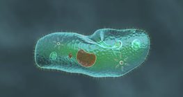Paramecium caudatum