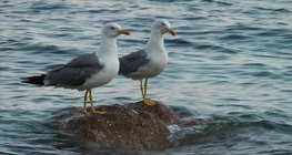 Малка черногърба чайка