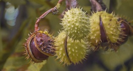 Конски кестен