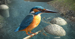 Common kingfisher