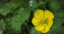 Buttercup