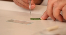 Observation av cellkärnan