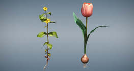 Сравнение на едносемеделни и двусемеделни растения