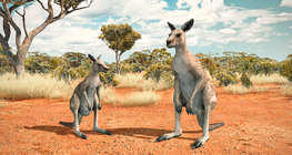 Eastern grey kangaroo