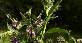 Common comfrey