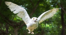 Полярна сова