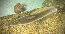 Млечнобяла планария