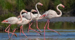 Розово фламинго