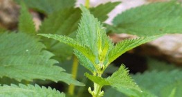 Die Große Brennnessel