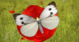 Large white butterfly