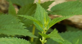 Common nettle