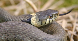 Grass snake