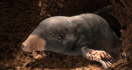European mole