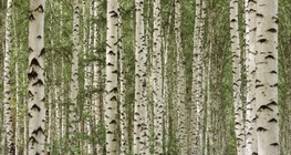 Silver birch