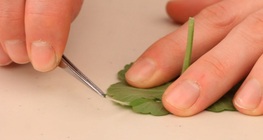 Göra ett vävnadsprov