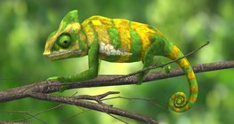 Йеменски хамелеон