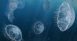 Jellyfish