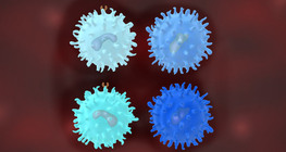 Types of T lymphocytes and their function in the immune response