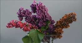 Цветя - индикатори